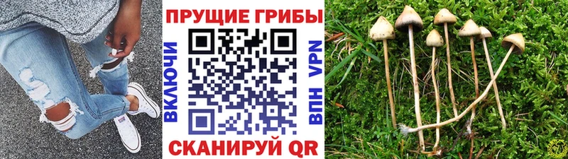Псилоцибиновые грибы GOLDEN TEACHER  Петушки 